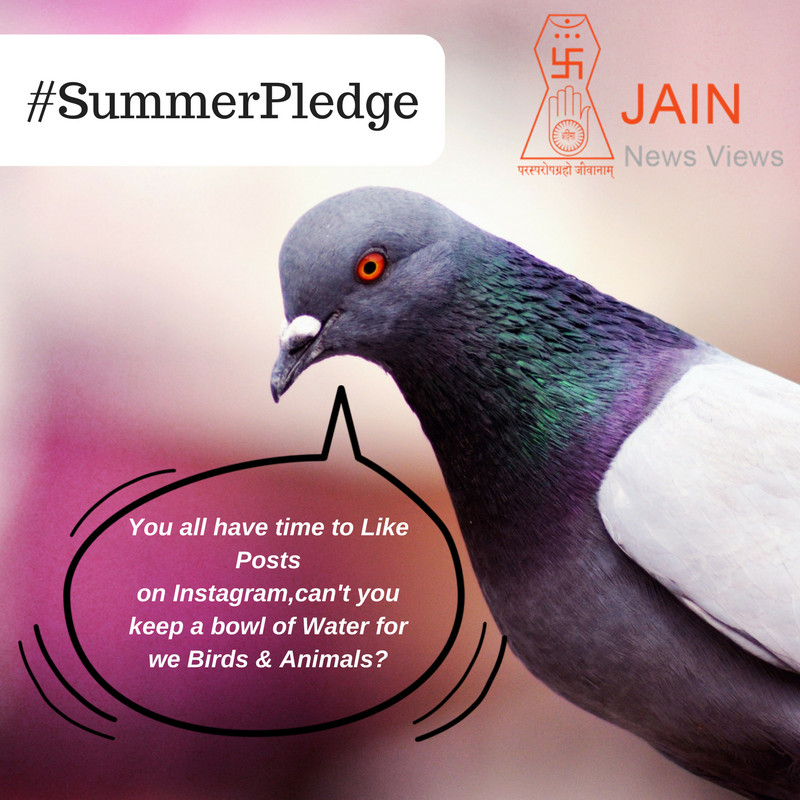 jainnewsviews's tweet photo. We agree to the Pigeon!
क्या आपके पास इतना भी वक्त नहीं की आप इनके बारे में सोचे? आएं आज #SummerPledge ले और हर रोज पंछियो के लिए पानी अवश्य रखे !
Are you In? Comment "Yes" ! Let's Do it !
Explore #Jainism on https://t.co/x4anULBkW8
#jain #summer #heat #water #birds https://t.co/D4TmnTbyfb