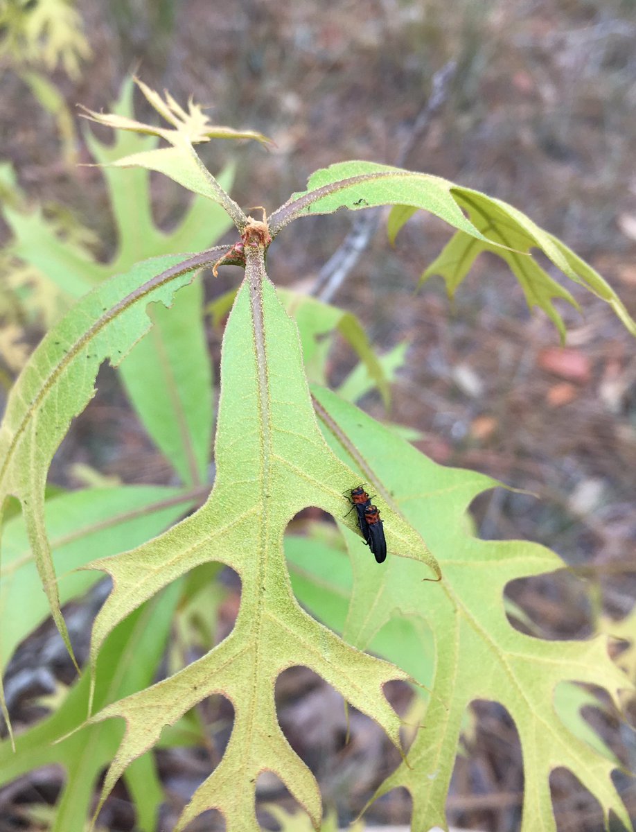 keeldish's tweet photo. Agrilus rubroniger Hespenheide on turkey oak from Citrus County, Florida. A southeastern U.S. specialty I frequently find on oaks in sandy scrub. #Buprestidae #Agrilus https://t.co/p2GAcRn87P