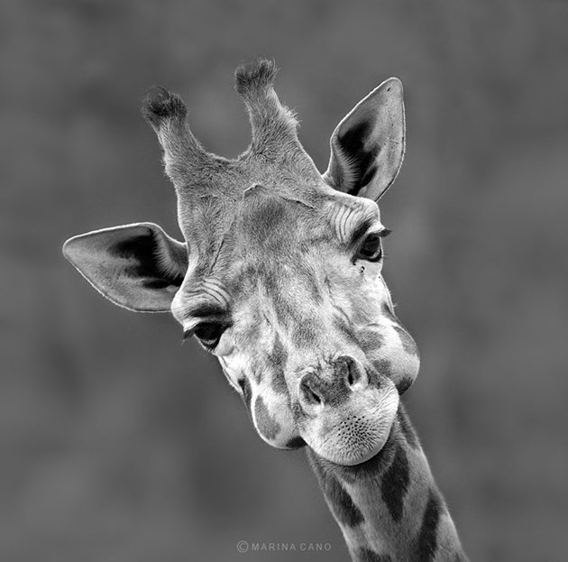 23. Giraffes have limited vocal chords due to low air capacity in their tracheas.