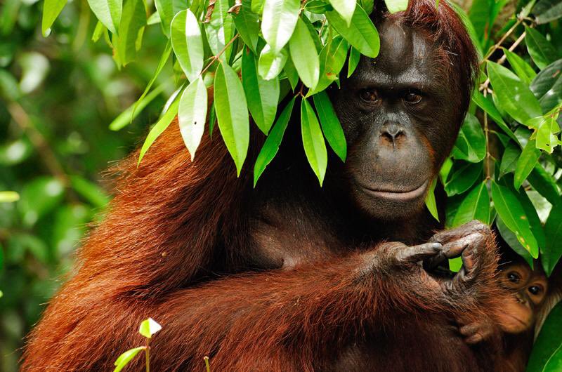 24. Around 50 percent of orangutans have fractured bones, due to falling out of trees on a regular basis.