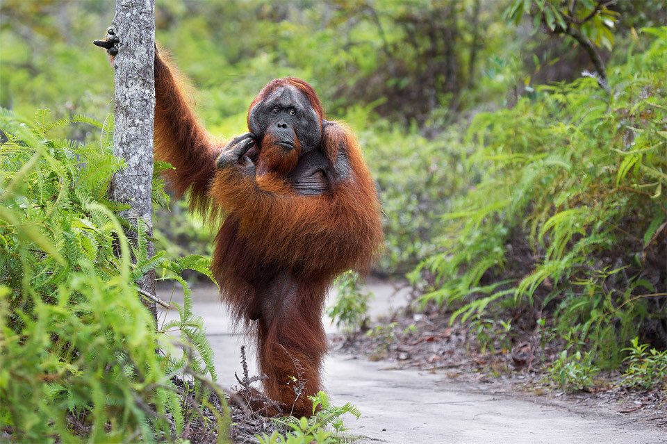 24. Around 50 percent of orangutans have fractured bones, due to falling out of trees on a regular basis.
