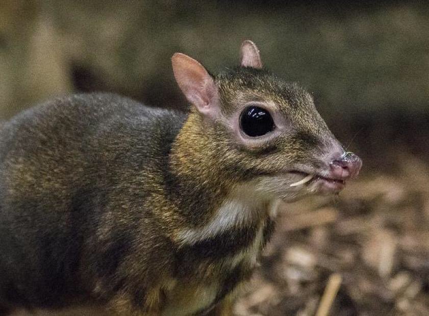 25. Chevrotain are animals that look like a tiny deer with fangs.