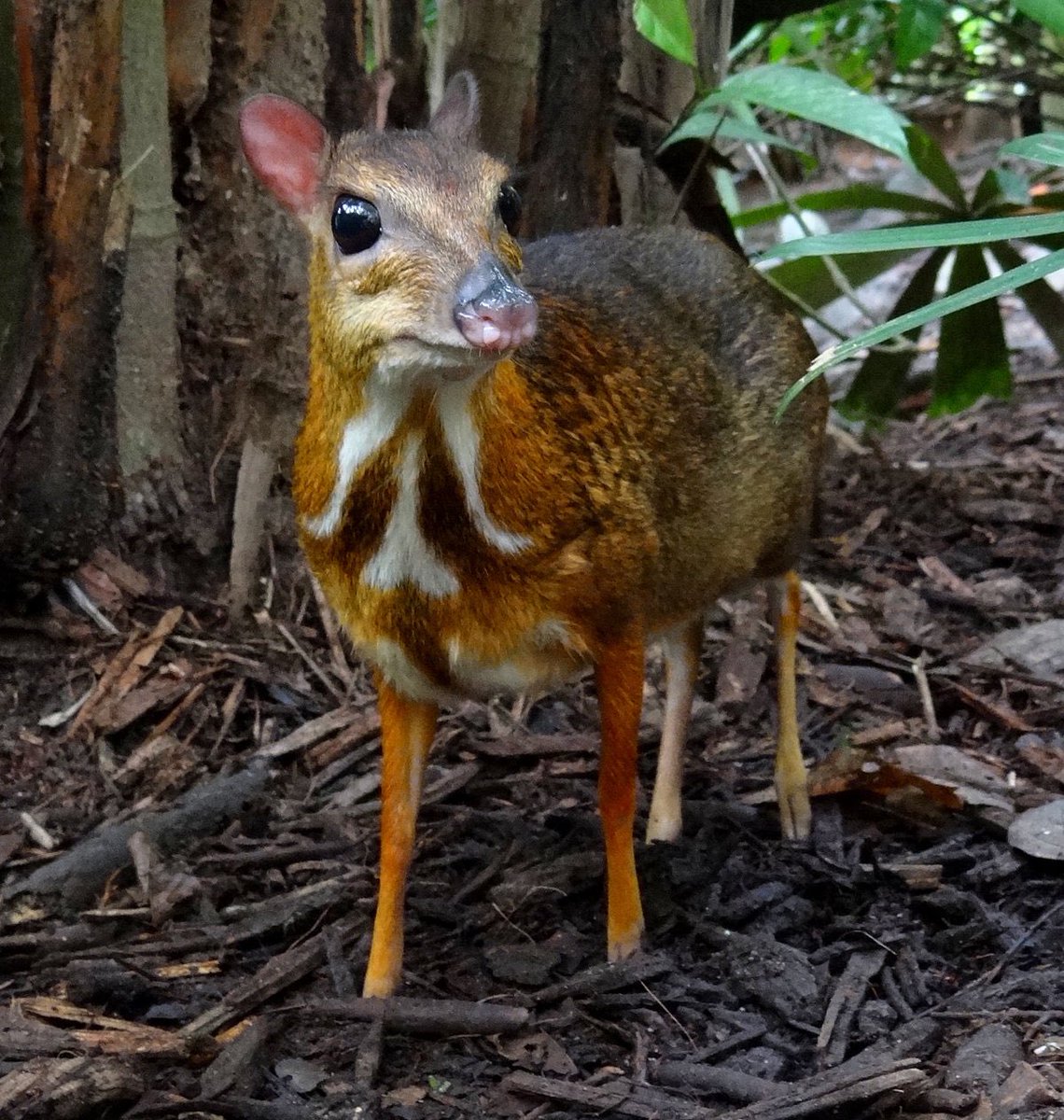 25. Chevrotain are animals that look like a tiny deer with fangs.