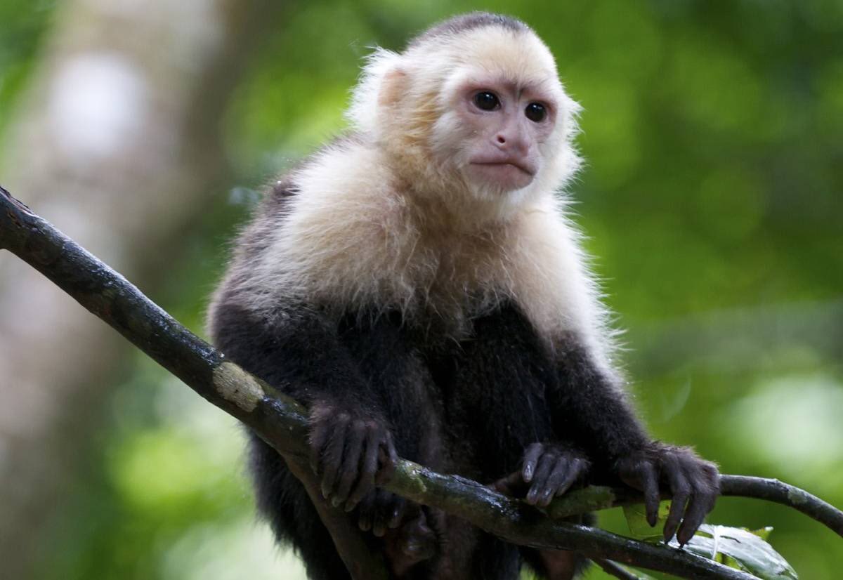 26. White faced capuchin male monkeys pee on their hands to wash their feet & fur. (Also to signal they are ready for a mate)