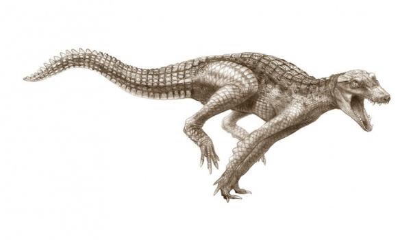 27. There used to be a type of crocodile that was able to gallop.