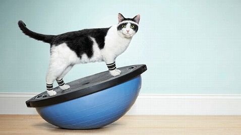 daphneleeml's tweet image. As #GE14 approaches &amp;amp; things get ugly, I'll be doing my bit to stop 'fitnah Internet'. And what better way than w cats! Join me in posting yr fave pics of cats getting fit and don't forget the hashtag #fitnet