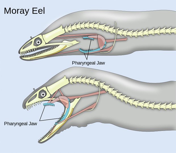 28. Moray eels have a second set of jaws that extends from their throats.