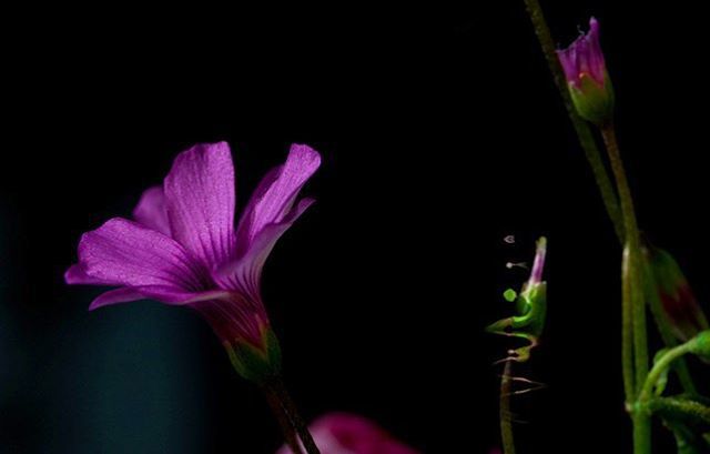 Carraol's tweet photo. Flor. #flowers #naturephotography #citydailyphoto #proyectoMO #InstaCDMX #iPhoneography #metro_affair #cdmx_oficial #xplorethestreets #ACreativeVisual #artofvisuals #creativecompositions #yeshuffpost #artmodern #canon_photo #thevisualgrams #mysticphotog… https://t.co/ocBSRHUHG9 https://t.co/NOosnA7AWx