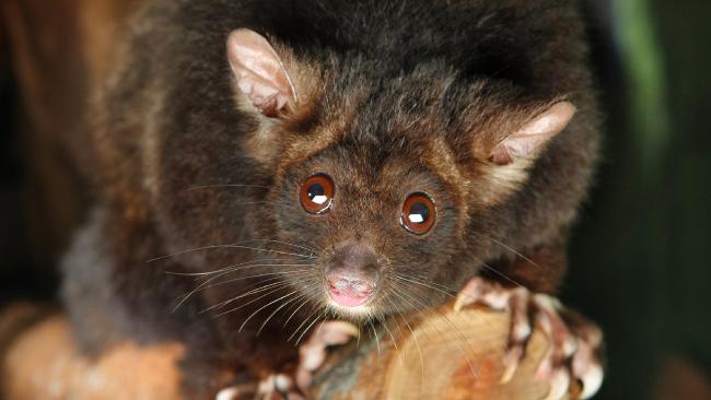 ourstrathforest's tweet photo. Sending #GreaterGlider towards extinction at #BarjargFlat while #springst claims 'nothing we can do' and @VicForestsComms lies about 'community consultation'.
#ExtinctionCrisis
Greater glider hotspot logged against Victorian government's own advice
https://t.co/Z0c1yLN050 https://t.co/FTPVs0DF7h