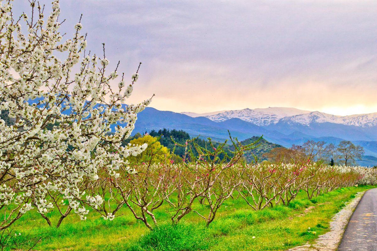 AthirstNomad's tweet photo. Spring Colours... 

#travelling #Greece 

@VisitGreecegr @TravelLeisure @NatGeoTravel https://t.co/7aF8ID7Iqq