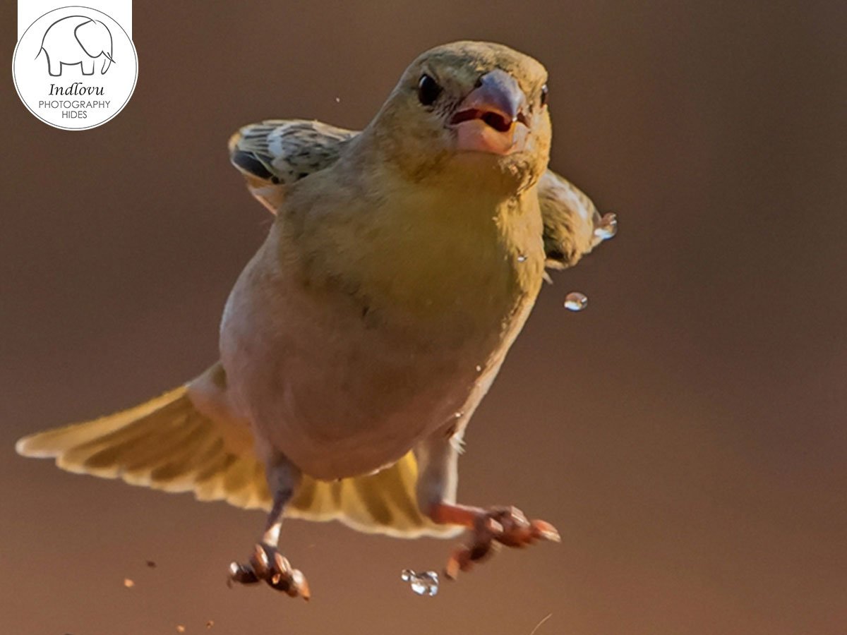IndlovuL's tweet photo. The #Hoseng #PhotographicHide is well positioned for you as #photographer to capture close up #images in early #morningsunlight. It is ideal for both #birding as well as #wildlifephotography. 

Read more: https://t.co/EEAvf8Pa1t https://t.co/mtnyYGGjFX