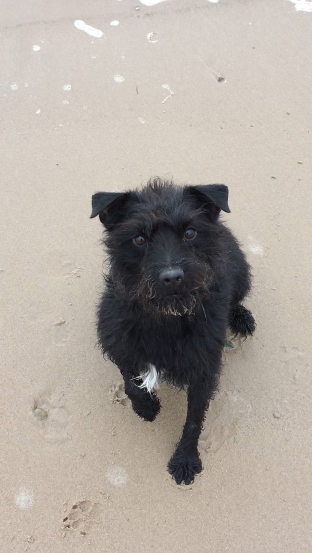Hopewetal's tweet photo. @Mwrites2 #therapydogs work magic too xxx although in this moment she just wanted the crab 🦀🤪 https://t.co/v1u9xaYQ8z