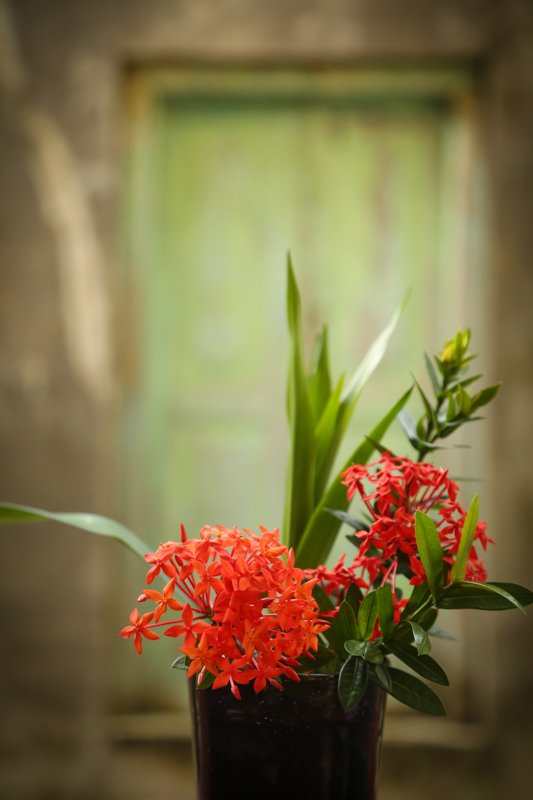 MH_Concepts's tweet photo. Colours. Blooms. Indian Ocean. Yes. #thelasthouse #tangalle #boutiquehotelstangalle #tangalleboutiquehotels #familyhotelssrilanka  #tangallebeachvillas #tangallebeachhotel #srilanka https://t.co/tpot2DNHuS