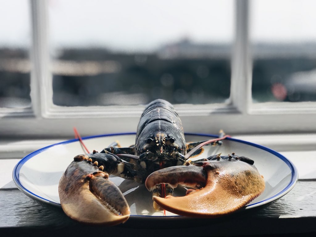 #fresh #local #native #lobsters #Folkestone #harbour #kent #gastro #pub #seafood #shellfish