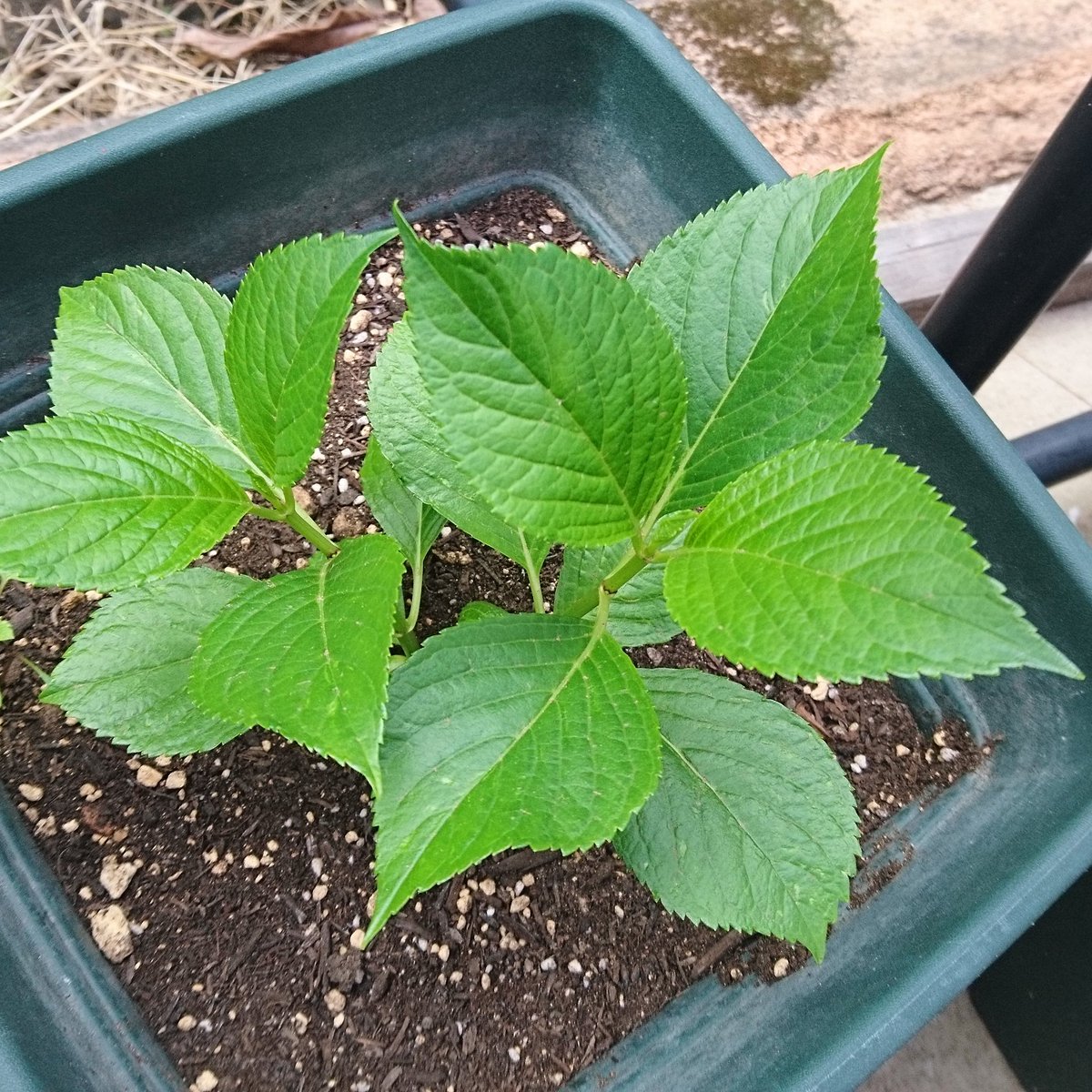 ヨシキ 秋に挿し木した紫陽花が元気に成長中です 今年は花を着けないから19年期待です 男のガーデニング 紫陽花 挿し木で増やせる