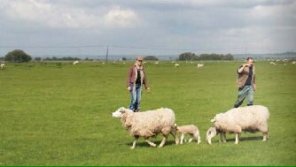 Romneymarshwool's tweet photo. Romney Marsh Wools was born through a firm belief that we wanted to raise awareness of all the benefit that British wool can bring. Wool has so many excellent qualities, and we'll be taking a closer look at these over the coming months as part of our new #WhyWoolWednesday https://t.co/VlH7ZOy4VN