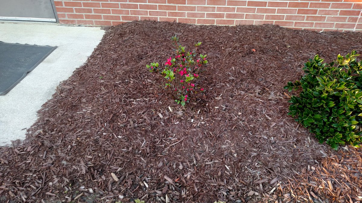 Pretty bit of spring color outside my classroom door.