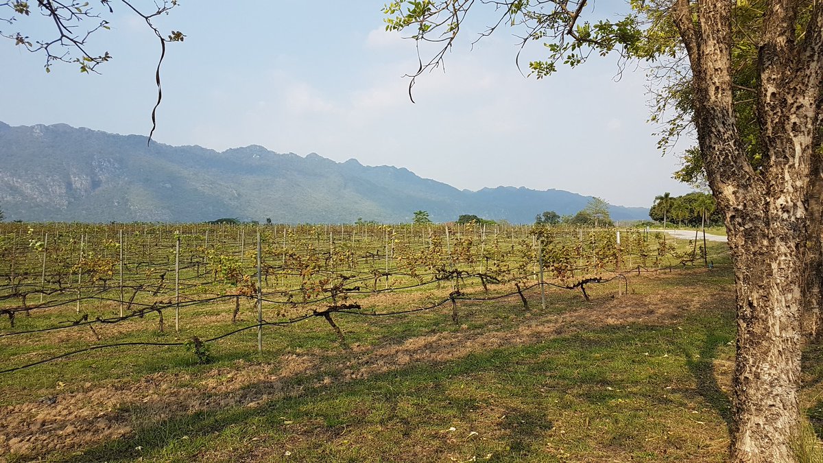 wineportfolio's tweet photo. Had an amazing day here in Thailand fliming and learning all about thai wines 🍷 with @pbvalley #wpthai #thaiwine #WineWednesday #wptakesthailand #winelovers #amazingviews https://t.co/jtwWqCzHal