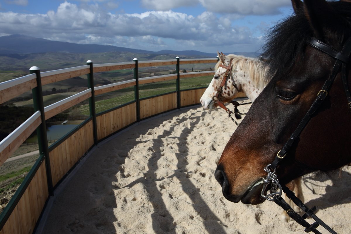#Nature at #Tuscany Equestrian!!!

tuscanyequestrian.com
#Siena #valdorcia #italy #horses