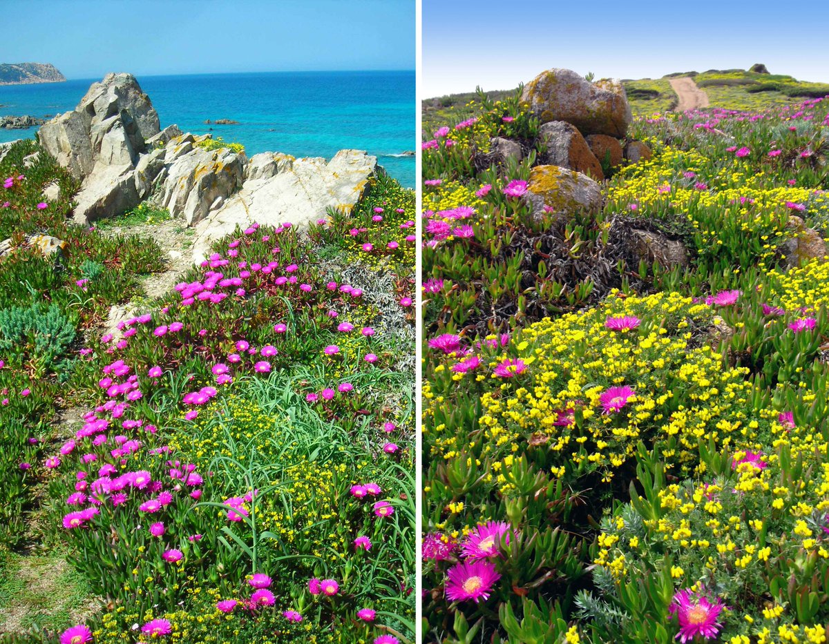 Spring in N.Sardinia - unbelievably beautiful, the Italians have kept it to themselves for long enough. Stunning coastal walks; these colours are real. Santa Teresa Gallura has everything you need to chill. ownersdirect.co.uk/accommodation/… #sardegna #sardinia #renamajore