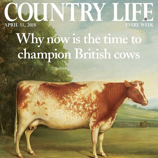Countrylifemag's tweet photo. 🐮 This week’s cover features A Prize Shorthorn Cow in a Landscape 🎨 English School
. . .
#fineart #countrylife #art #britishcows #beautifulbritain https://t.co/SmgW2sddLO https://t.co/EGgpg8PlVG