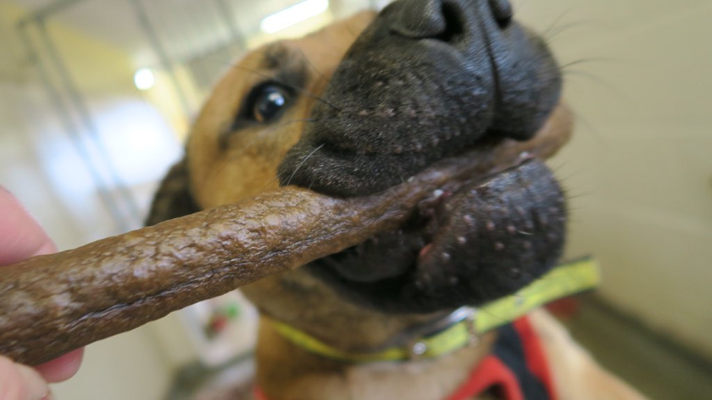 It’s #nationalpetday and these gorgeous hounds looking for homes would make the perfect pet and friend for life! <a href="/DogsTrust/">Dogs Trust 💛🐶</a> #dogstrustbridgend #dogsoftwitter
