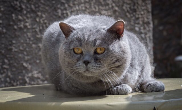 Just dropped our girl off with this stud..

The beautiful..

‘OLIVER VON FEUERBLUME’

He’s a blue Hungarian import that has 3 world champions in his pedigree..😍 Best stud I’ve ever used! Fingers crossed for future kittens ❤️