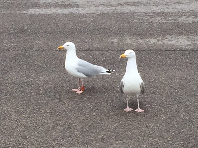 Spotted this ringed Herring Gull yesterday at Margate, Kent.  Right leg: small metal ring.  Left leg: orange ring, F8FT.  Would be interested to know where it was ringed. <a href="/_EURING/">EURING</a> <a href="/KentishPlover/">KOS</a> <a href="/KentWildlife/">Kent Wildlife Trust</a>