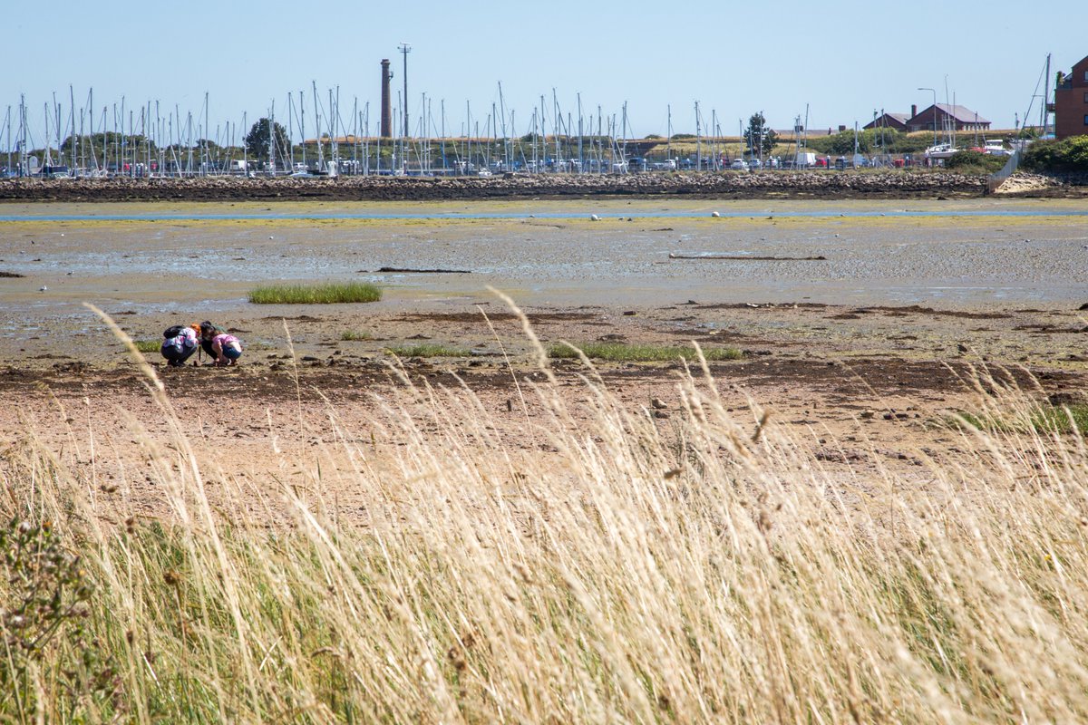 HantsIWWildlife's tweet photo. via @HIWWTPeople: Tomorrow morning in Portsmouth looks like it might just be dry! Drop into the #miltonlocks for the #miltonshiddenseashore Open Morning any time between 10am and 12noon and join in with some family activities. https://t.co/wE8HzpSPsQ @heritagelottery https://t.co/GHKAZkVXuv