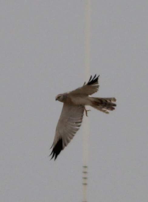 BirdLife_Malta's tweet photo. Another #PallidHarrier with evident gunshot injuries witnessed by BirdLife Malta volunteers. Protected bird of prey with dangling leg was observed in Safi area. More details and photos here: https://t.co/fgTh2i4yvh #NotAQuail #IllegalSpringHunting https://t.co/uQuDUTdvqs