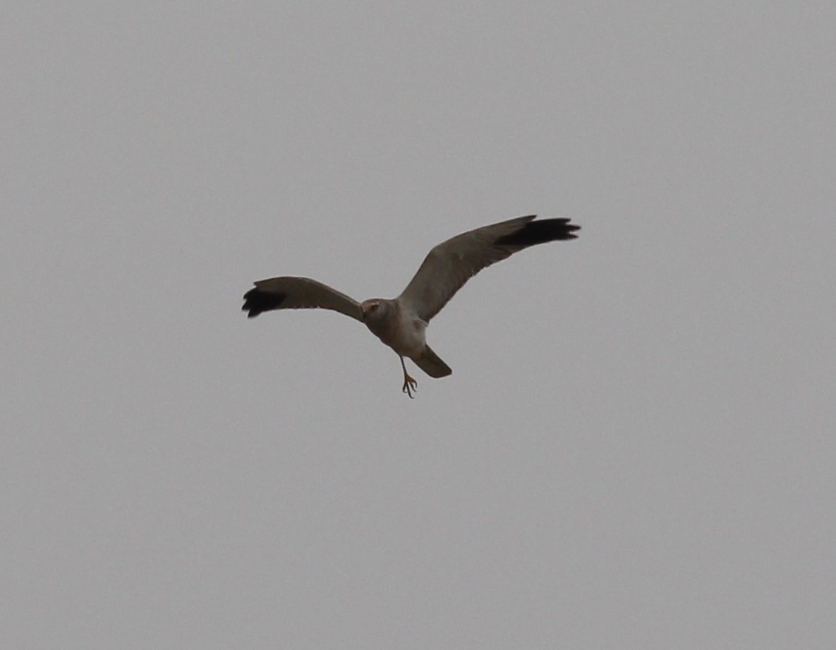 BirdLife_Malta's tweet photo. Another #PallidHarrier with evident gunshot injuries witnessed by BirdLife Malta volunteers. Protected bird of prey with dangling leg was observed in Safi area. More details and photos here: https://t.co/fgTh2i4yvh #NotAQuail #IllegalSpringHunting https://t.co/uQuDUTdvqs