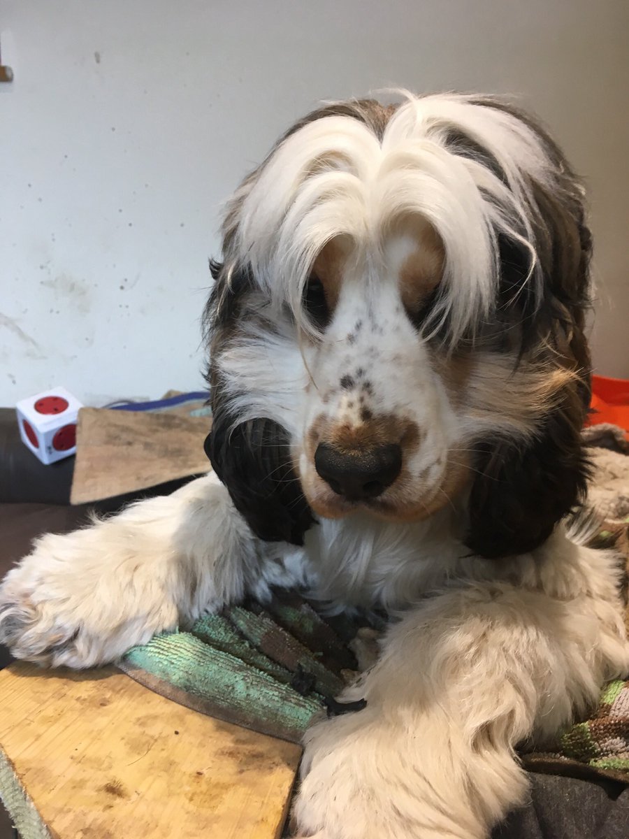AllWeatherPups's tweet photo. You know when you need a hair cut #awp #doggrooming #cockerspaniel #allweatherpupsgrooming https://t.co/MEjsfJPCEV