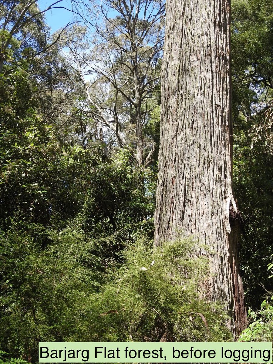 ourstrathforest's tweet photo. .@DanielAndrewsMP ignoring regional communities!! #BarjargFlat logging. It's cargo of #GreaterGlider and #PowerfulOwl habitat shipped out for firewood, chips and low-value green timber.
@timpallas @JaclynSymes @LEAN_Victoria @VictorianLabor https://t.co/19daOQfMBu