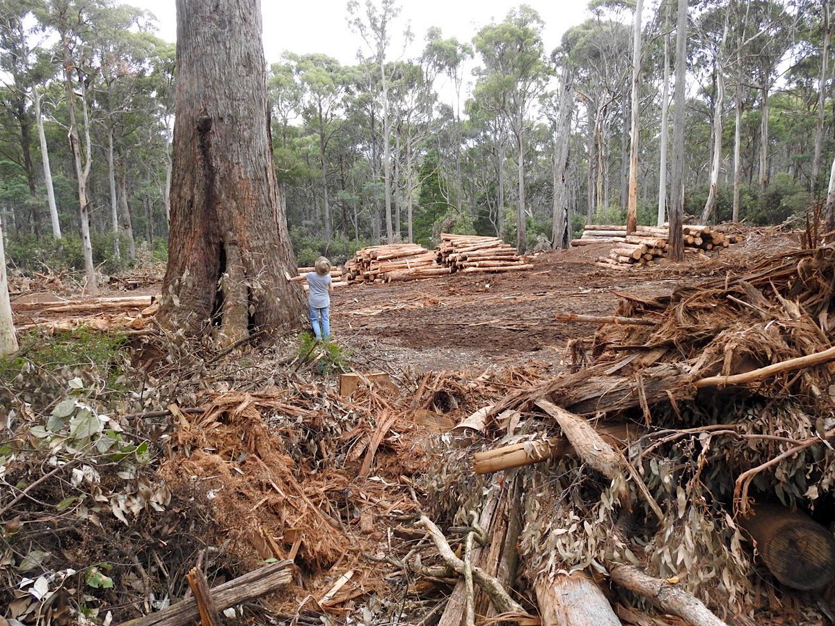 ourstrathforest's tweet photo. .@DanielAndrewsMP ignoring regional communities!! #BarjargFlat logging. It's cargo of #GreaterGlider and #PowerfulOwl habitat shipped out for firewood, chips and low-value green timber.
@timpallas @JaclynSymes @LEAN_Victoria @VictorianLabor https://t.co/19daOQfMBu