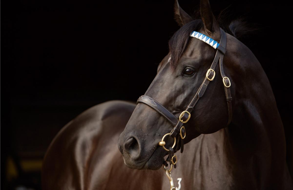 Superb result for Darley's Victorian based sire at Inglis Easter Sale with his yearlings averaging $351,667 giving him the title of leading 1st Crop Sire. Follows him also being crowned top 1st Crop Sire at the Inglis Classic Sale