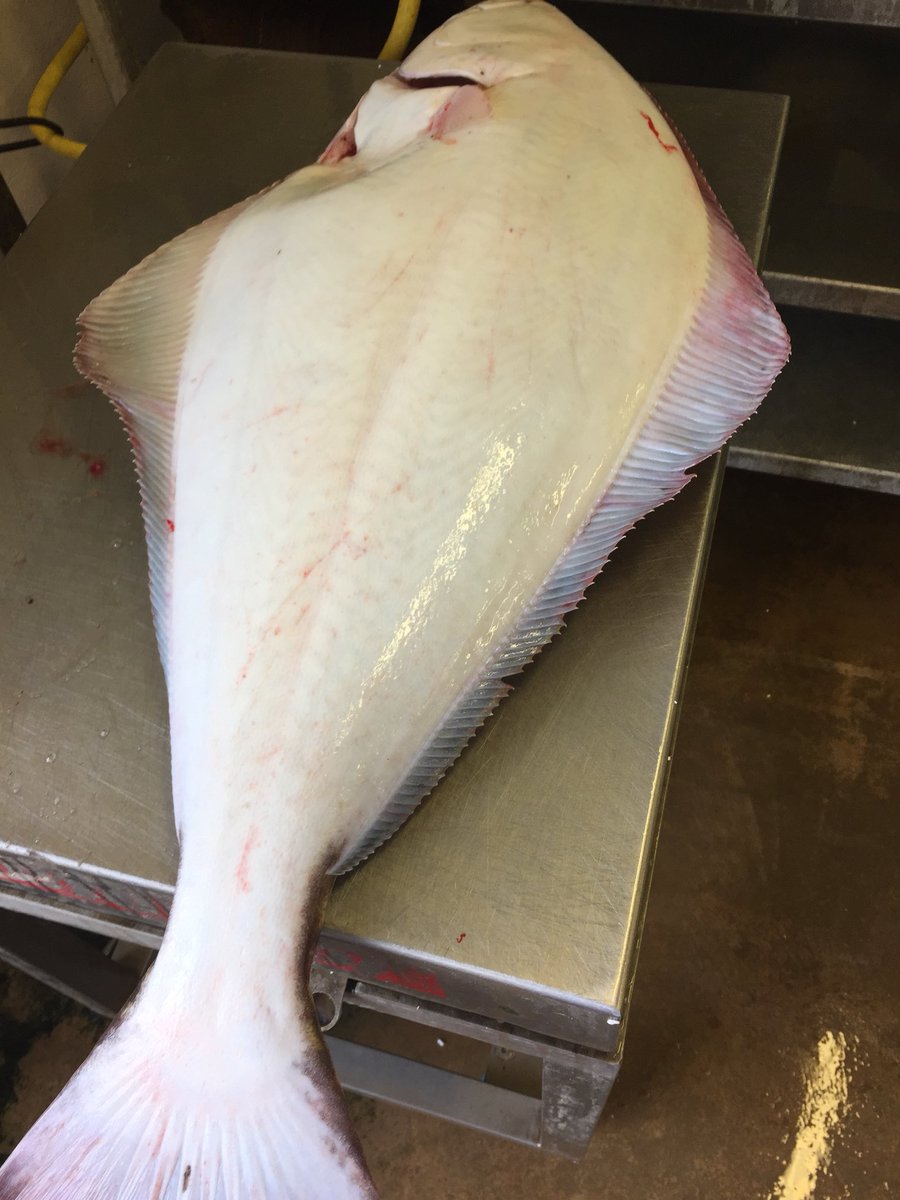 <a href="/HodgsonFish/">Hodgson Fish</a> we have some absolutely amazing Wild Halibut &amp; Wild Bass today for all you lovely chefs 👩‍🍳👨‍🍳 to order it’s simple, please call the sales team on 01429263573 🎣🎣🌟🌟