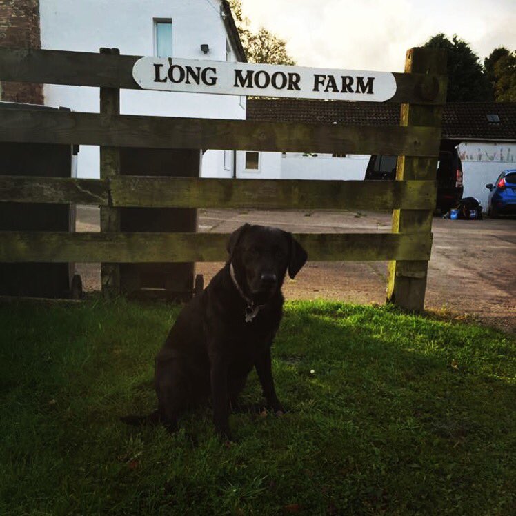 Did you know that it is #nationalpetday day today?

Here is our Gemma just outside the stables where we are #dog friendly drop us a line to check availability for you &amp; your #furryfriend #holiday! #comeandstay #theplacetobe #lakedistrict #selfcatering #holidaycottage #cumbria