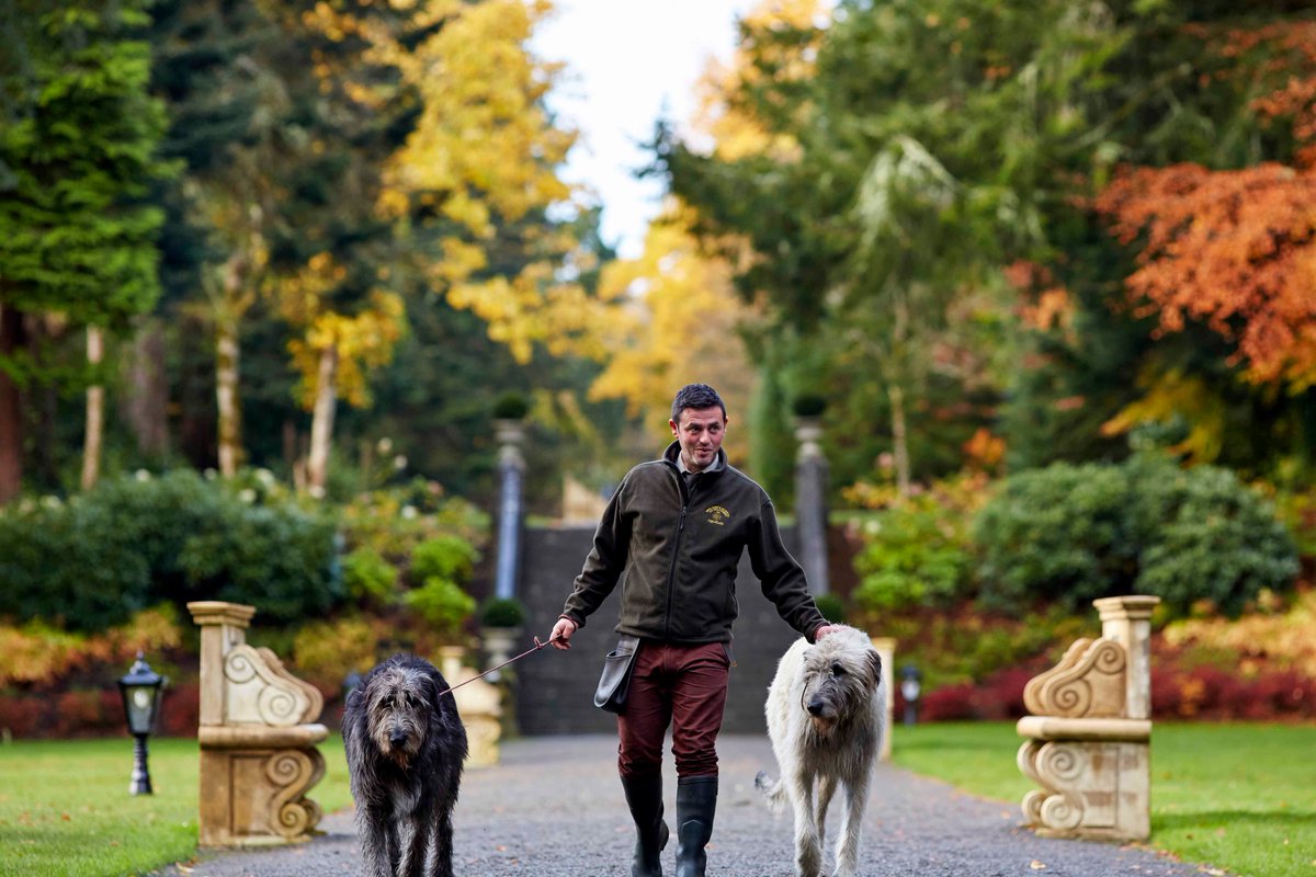 red_carnation's tweet photo. Resident wolfhounds at @ashfordcastle, Cronan and Garvan are friendly giants who love to meet the hotel guests. Join them on their morning walk around the estate or meet them in the Oak Hall and discover just how big these brothers really are. #RedCarnationPets 🐾#NationalPetDay https://t.co/zTLbT88ubd