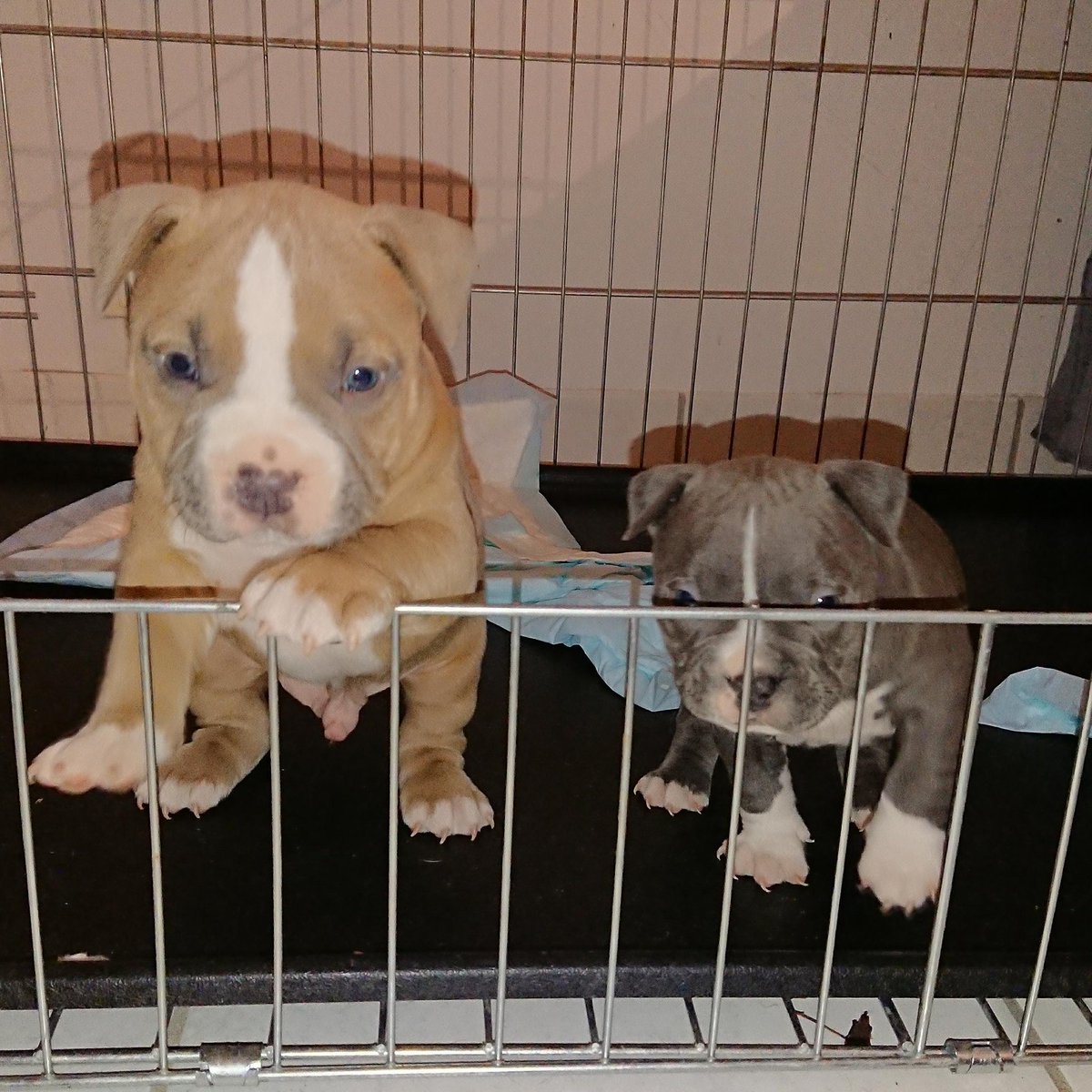 NightmareBully's tweet photo. @nightmarebullys #americanbully #bully #pitbull #dog #bullyworld #frenchbreeder #theabkc #abkc #male #female #pocket #puppy #dogs #bullybreeder #extremebully #extreme #americanbullyofficial #france @theabkc @tomholland2013 @jonnybernthal https://t.co/WqNHcSYpIA