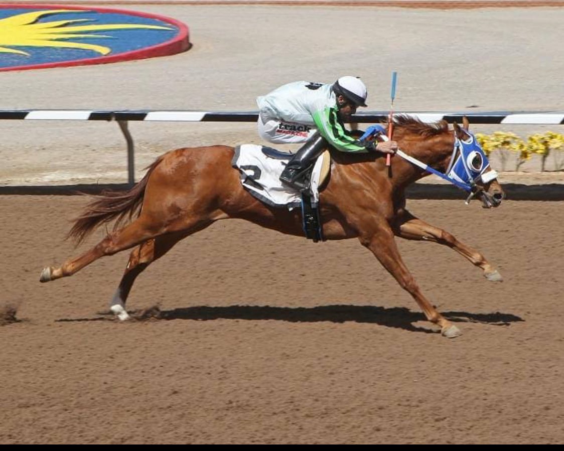 BobMooreFarms's tweet photo. Fastest qualifier, Suze Returns, makes her second start in Saturday’s 300-yard, $269,527 West Texas Futurity (G2) at Sunland Park. Wishing her connections a clean trip and the best of racing luck! She’s sired by #HighRateOfReturn photo ©️ Coady Photography https://t.co/XB5WKrhHkO