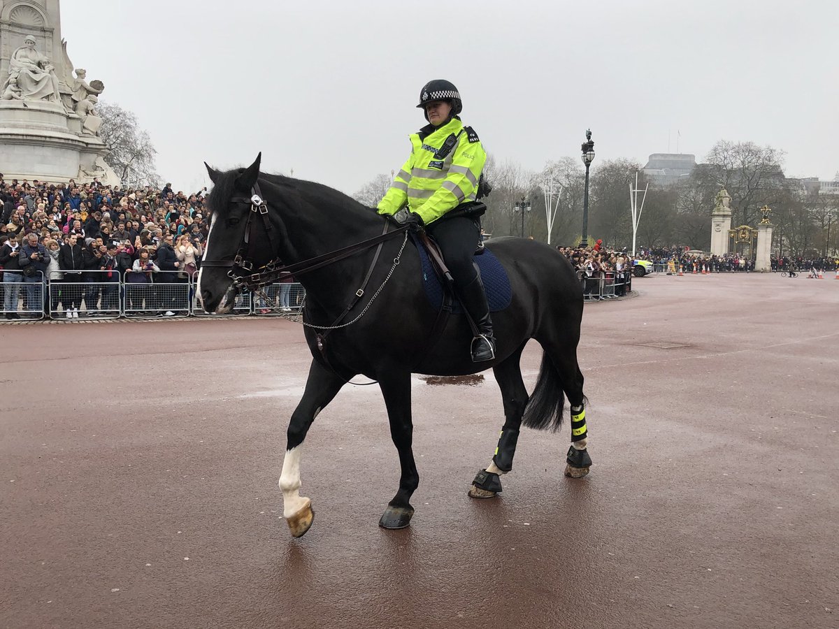 stevewo's tweet photo. @metpoliceuk well done for patrolling #buckinghampalace for #changeoftheguards today! nice to see the horses and trainee dogs out on patrol! 🐶🐎 https://t.co/Bo0Zz93yBc