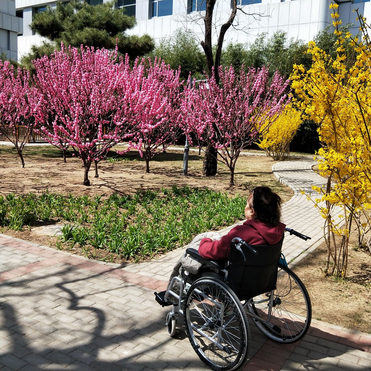 It is a sunny and warm day. All flowers blossom. We took her outside for a walk. A good emotion can also help you get well.