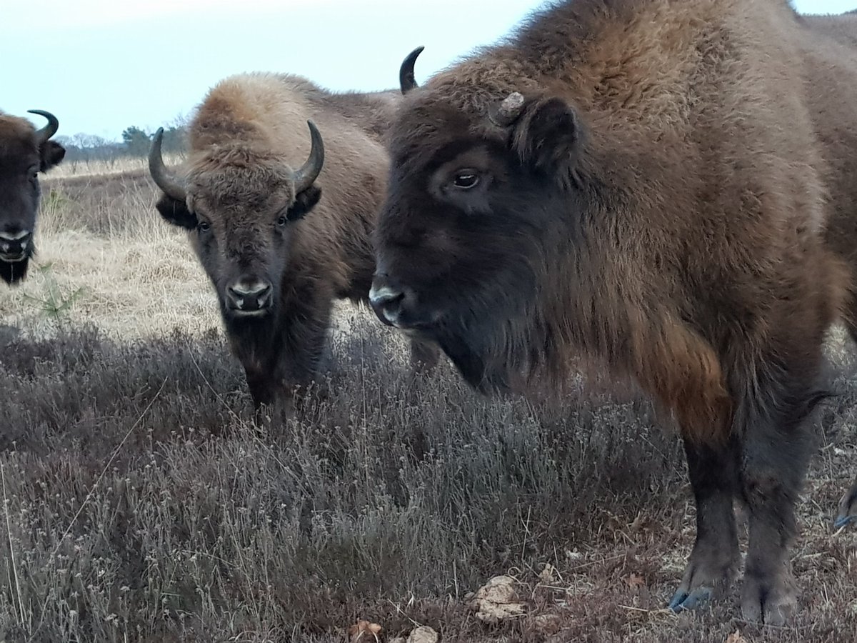 Prachtige foto van <a href="/Yvonneverhoef/">Yvonne Verhoef</a>. Ook de #wisenten spotten? Met een ervaren #gids kun je hele BISONdere fiets/wandelexcursies of wandelexcursies doen. Reserveer je plekje: wisentopdeveluwe.nl/reserveren