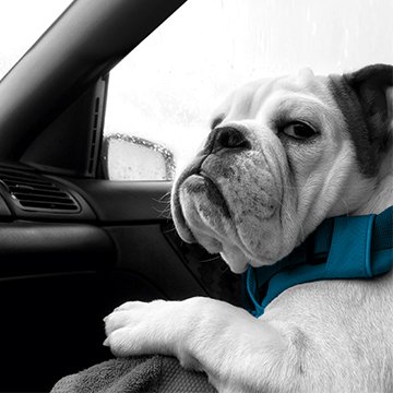 HiQAutocare's tweet photo. #NationalPetDay HiQ's Winston #woof 🐶🐶🐶 #HiQLife https://t.co/qBi5VgpPUo