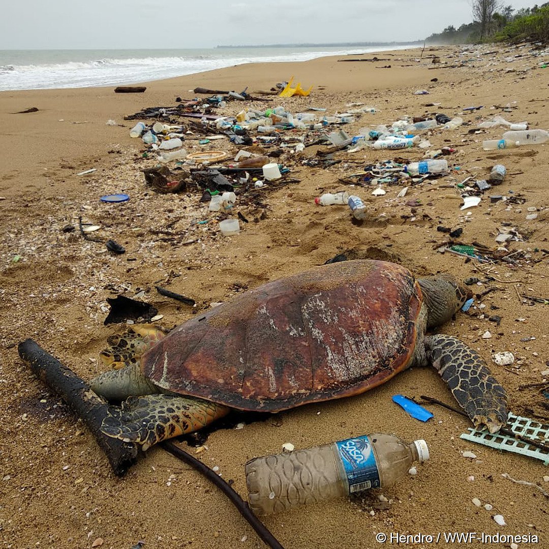 Luar Biasa (KLB) terjadi di pesisir Paloh, Kabupaten Sambas, Provinsi Kalimantan Barat, dimana dalam kurun waktu 2 bulan terakhir ditemukan 20 penyu dalam keadaan mati