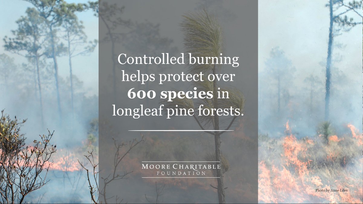 MooreCharitable's tweet photo. "It is one of nature’s greatest ironies: Many of our forests need fire to thrive." And so do dependent species! Learn why we need to burn woods to save them #mooreforests: https://t.co/4PWtoftz3q https://t.co/5OFK8QI9HS