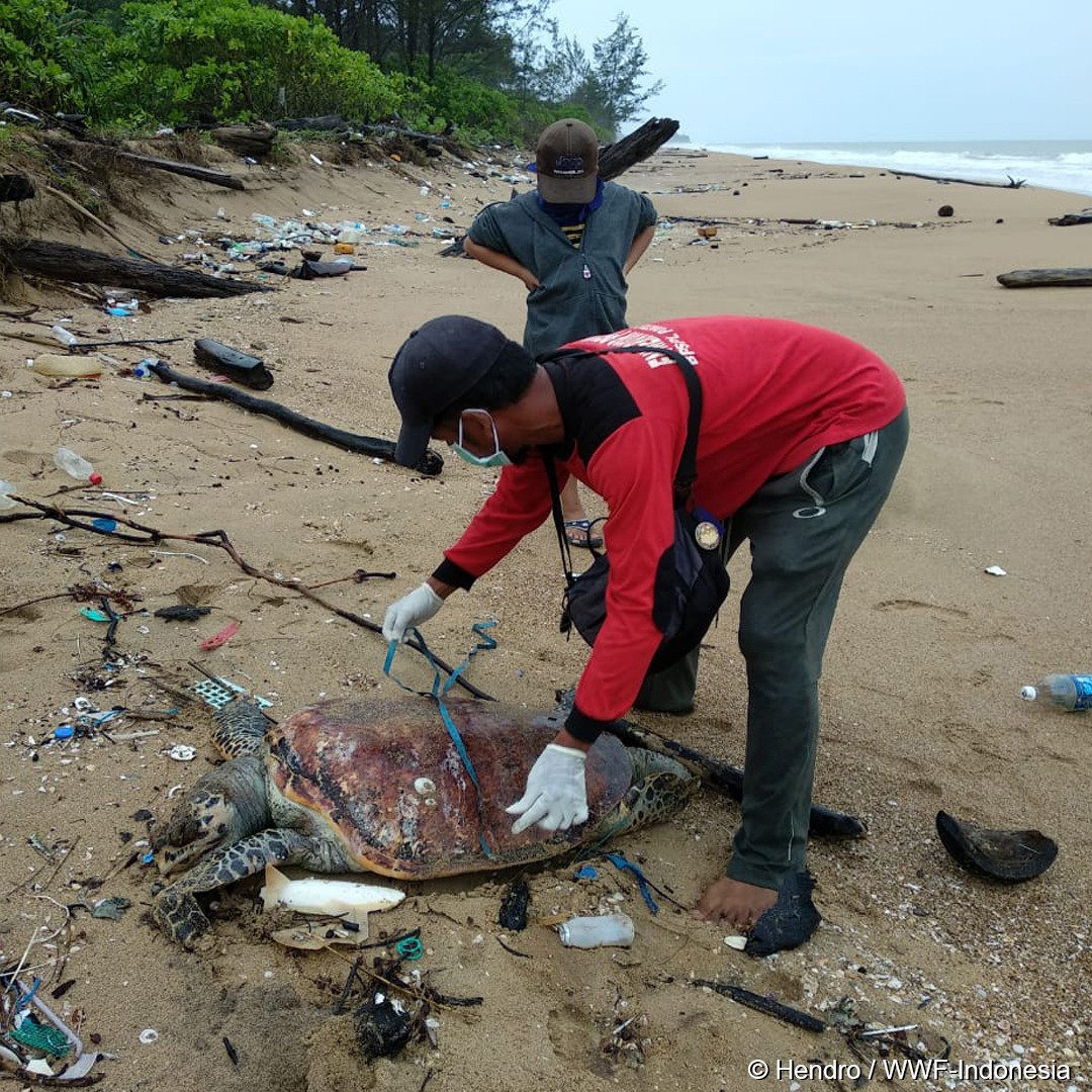 Bersama tim Flying Vet Indonesia, BPSPL Pontianak, dan BKSDA Kalimantan Barat, telah melakukan nekropsi pada 7 bangkai penyu. Ditemukan ada material berwarna hitam pekat menyerupai tar aspal pada saluran pencernaan