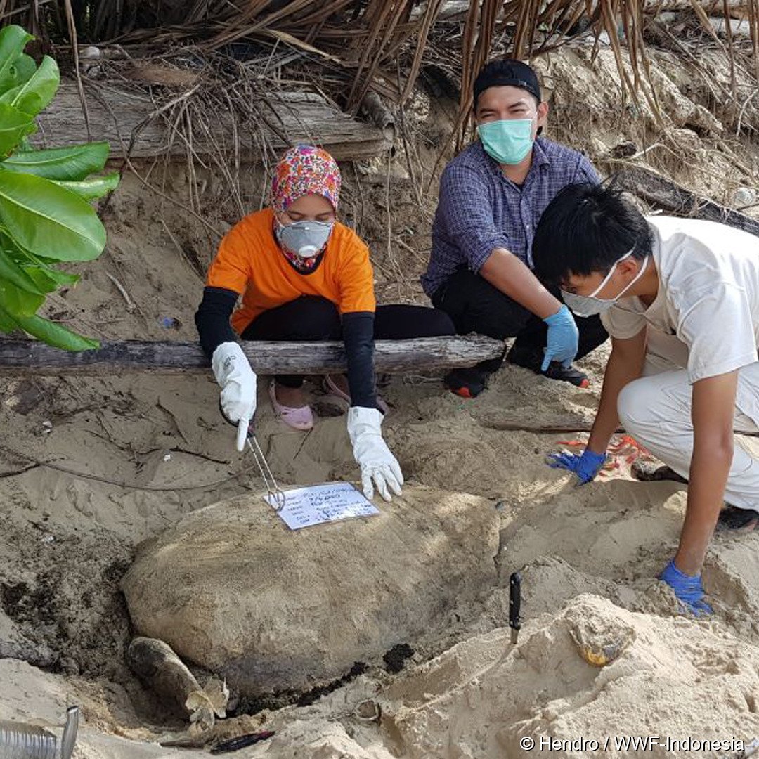 Ada indikasi penyu-penyu tersebut mengalami keracunan berat dan mengakibatkan kematian - drh. Dwi Suprapti