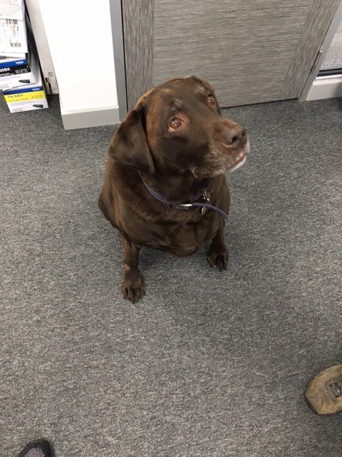 There are numerous studies that show that having animals such as dogs in the work place can boost productivity, collaboration and staff morale.

So in the spirit of #NationalPetDay we would like you all to meet Oscar one of oldest, wisest and most loved members of our team