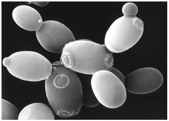 alcoholschool's tweet photo. Today is yeast day. The powerhouse of your process! Such an amazing organism. Please take time out of your busy day to thank them for all that they do! 😃#yeastrules #ASTLS18 https://t.co/o2IafYIP9r